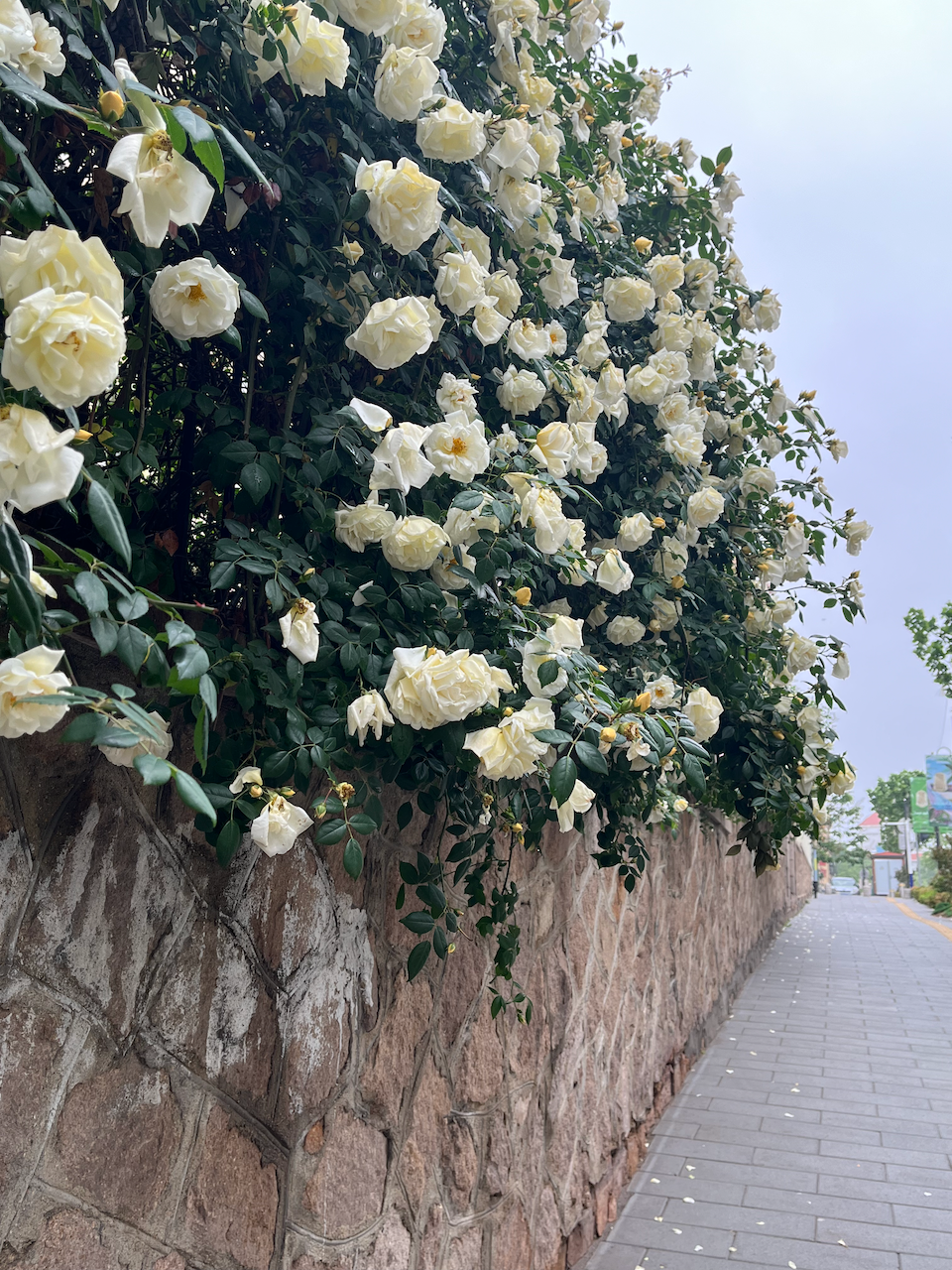 5 月✈️小记